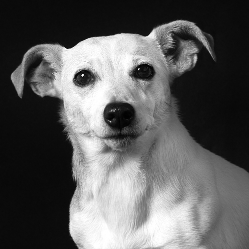 Sam, onze grote kleine vriend&nbsp;(RIP)